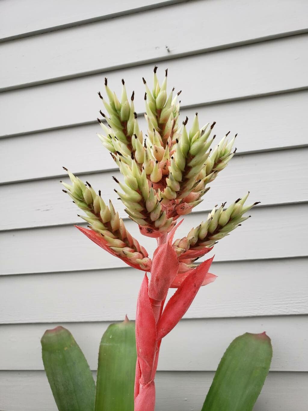 Aechmea rubens flower