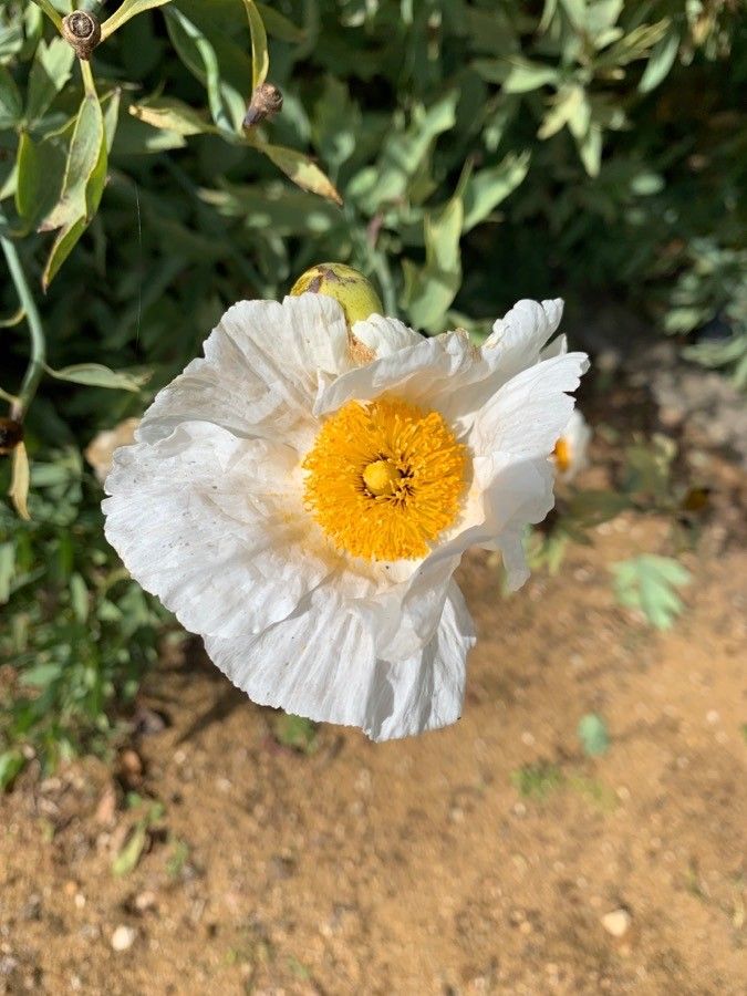 Romneya trichocalyx — search result for 'Papaveraceae'