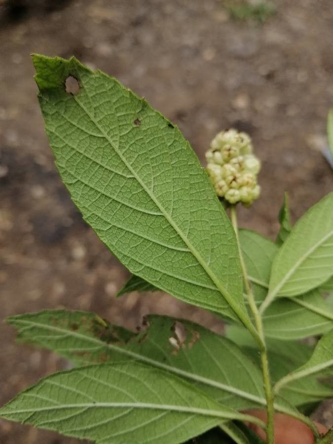 Varronia guanacastensis leaf