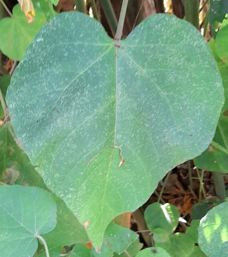 Croton urucurana leaf