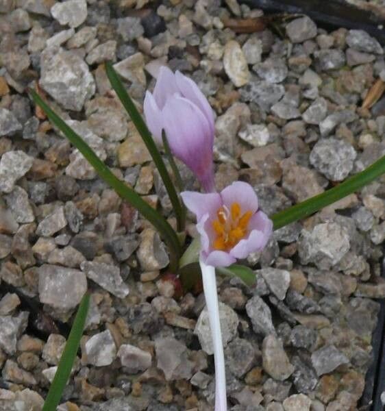 Iris caucasica — houseplant care guide