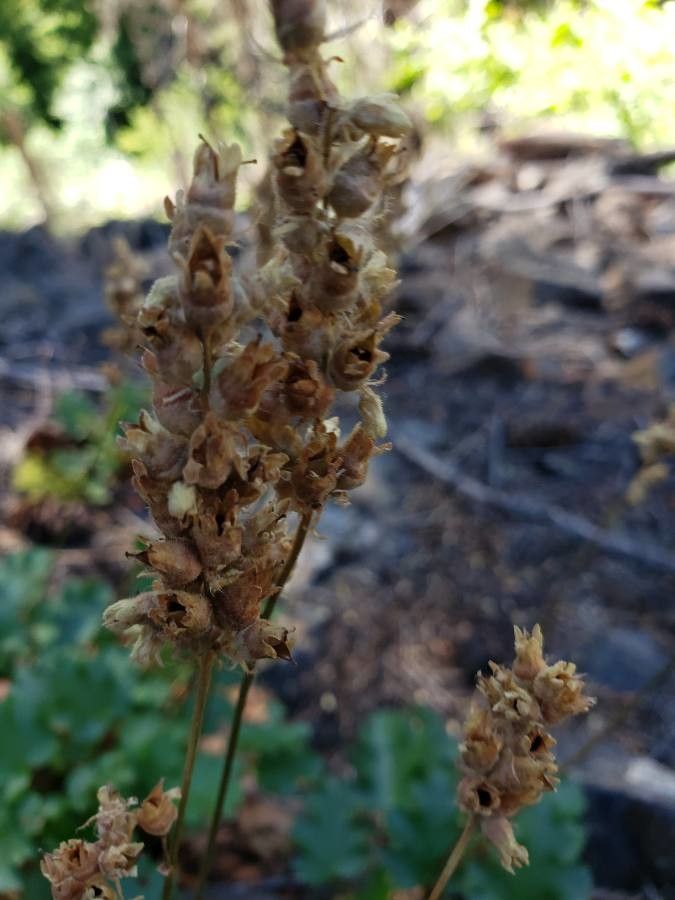 Heuchera cylindrica flower