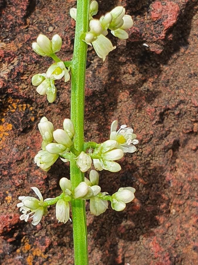 Celosia anthelminthica flower