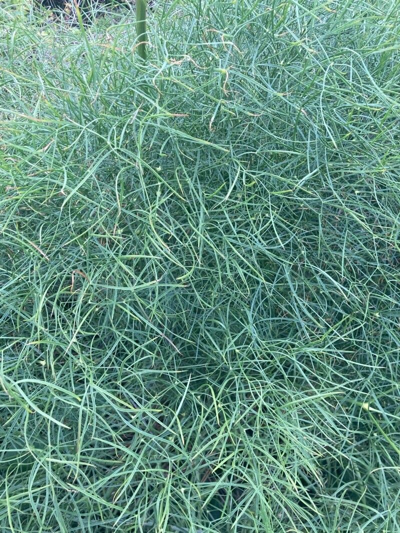 Ephedra likiangensis leaf