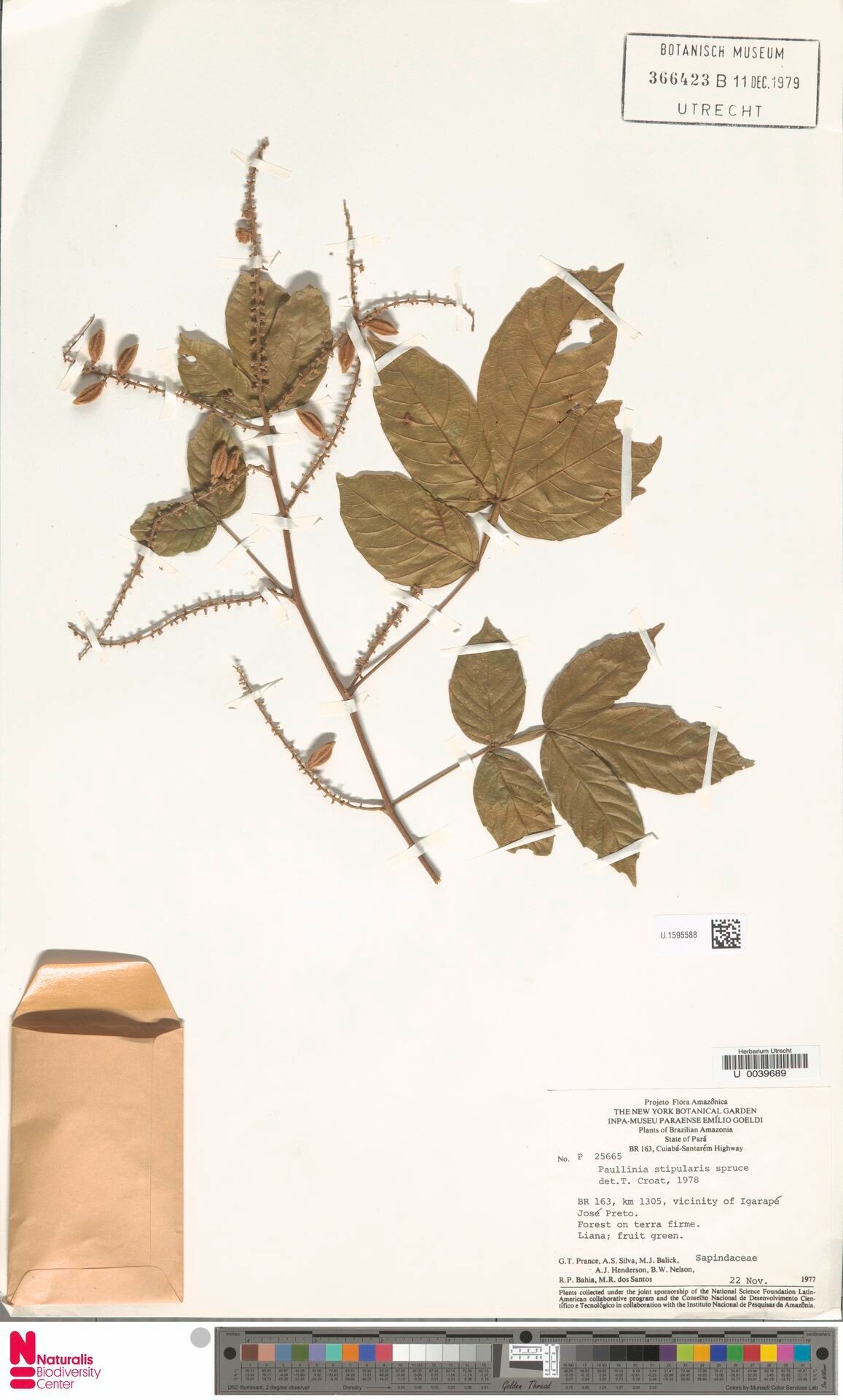 Paullinia stipularis — search result for 'Paullinia'