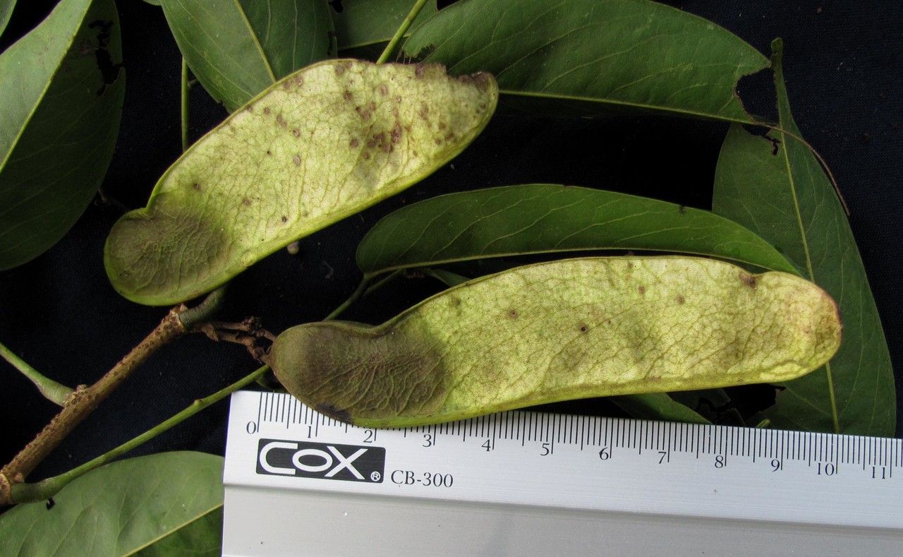 Machaerium pittieri fruit