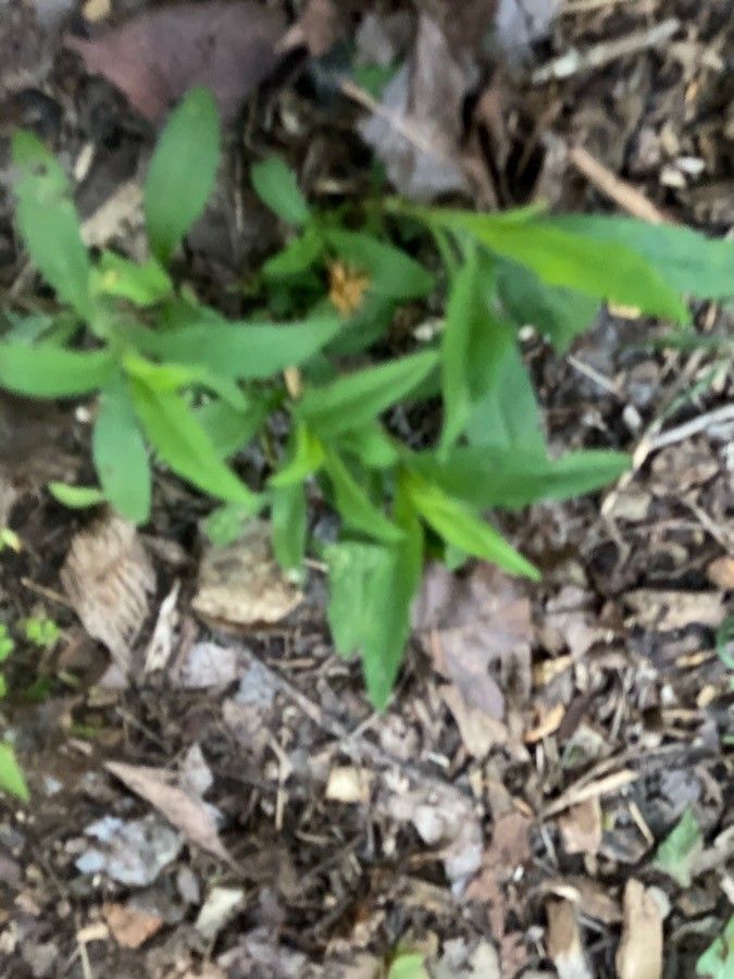 Myosotis macrosperma leaf