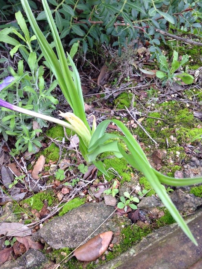 Iris planifolia leaf