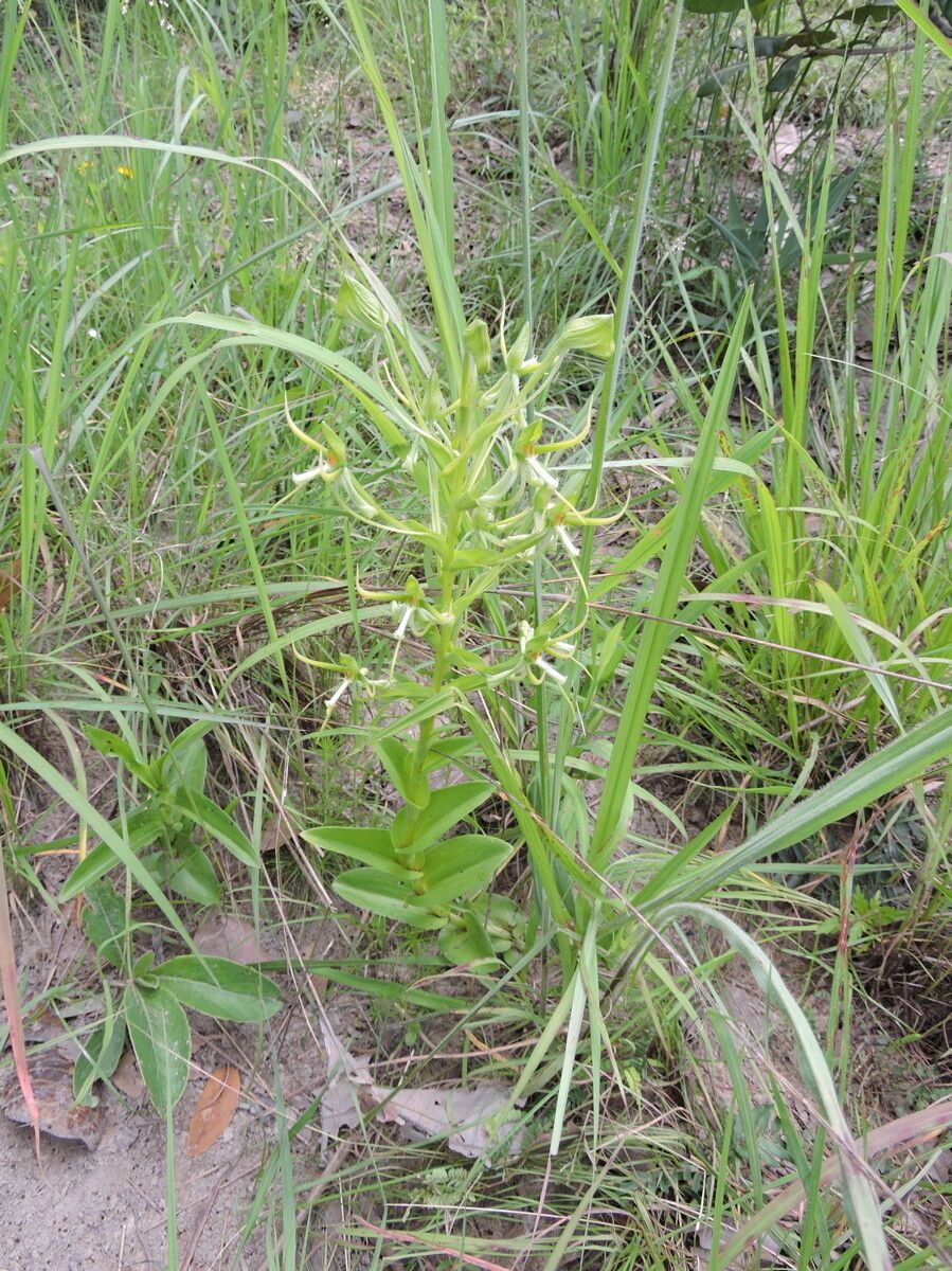 Habenaria holubii habit