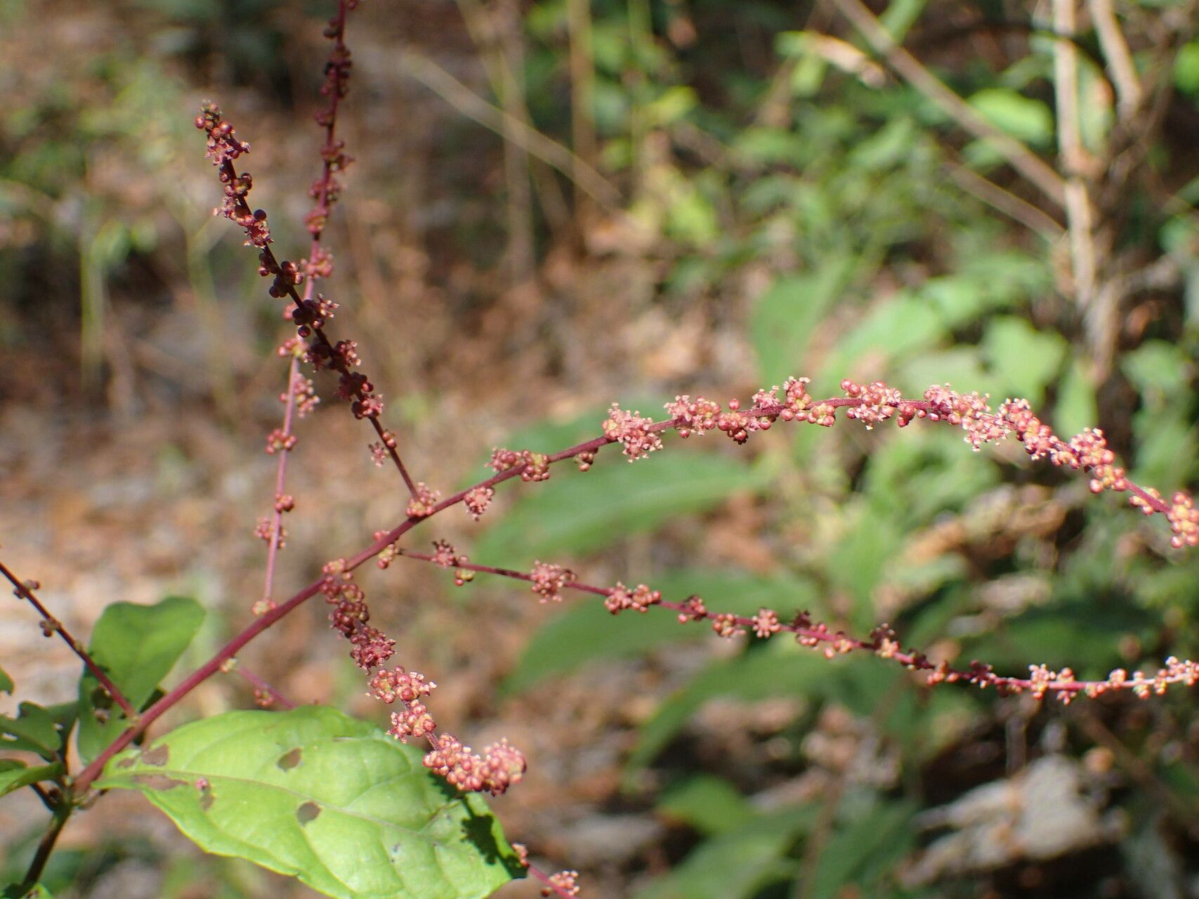 Alchornea hirtella flower