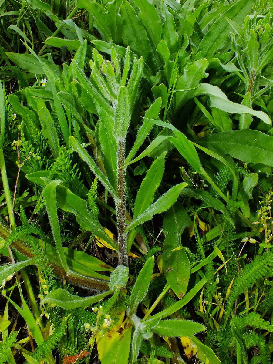 Cynoglossum clandestinum habit