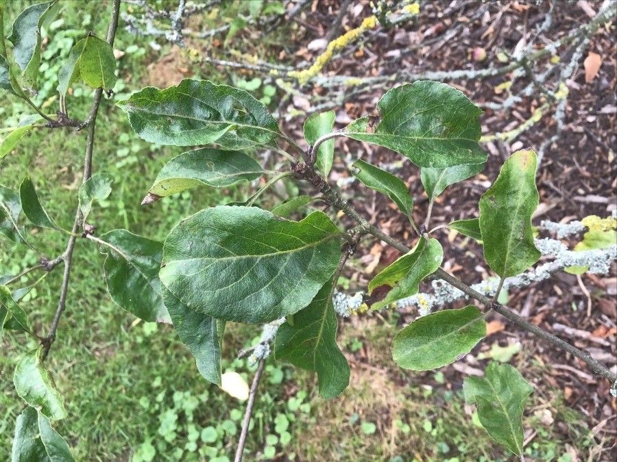 Malus × robusta — search result for 'Malus'