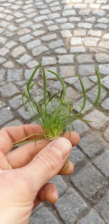 Myosurus minimus — houseplant care guide