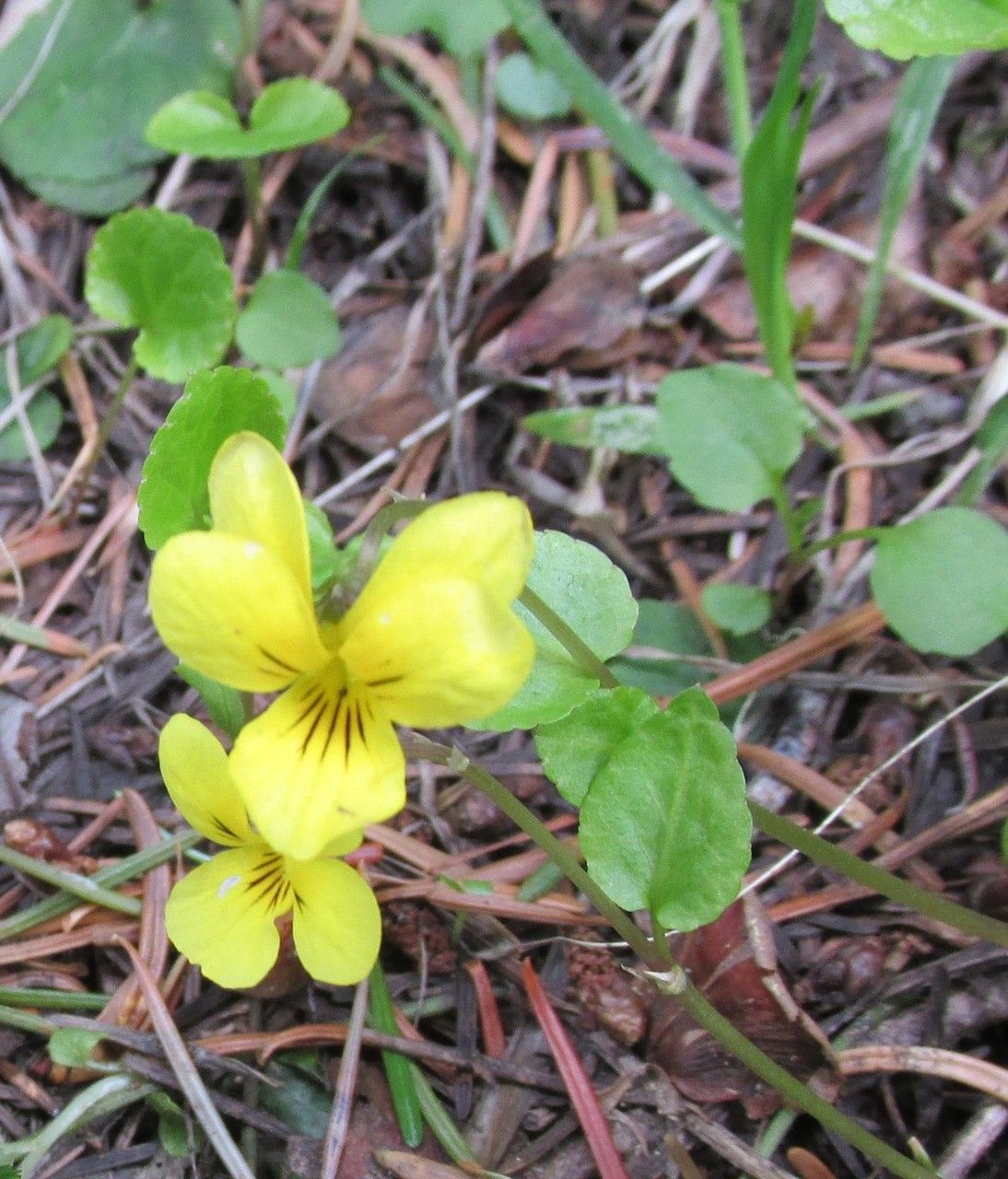 Viola sempervirens habit