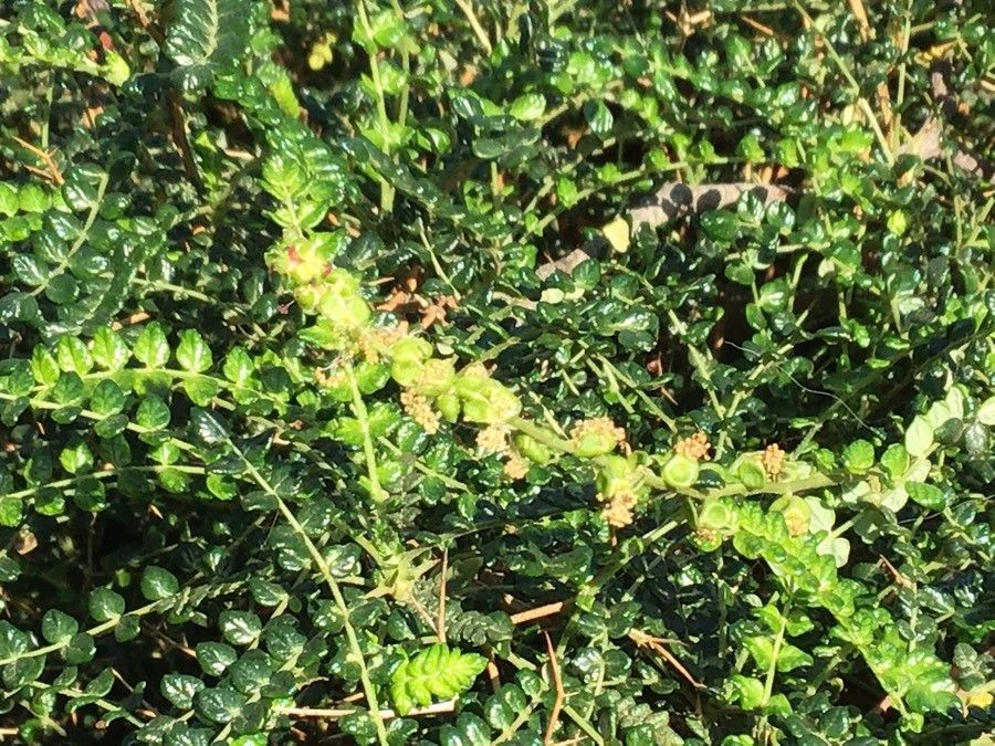 Sarcopoterium spinosum flower