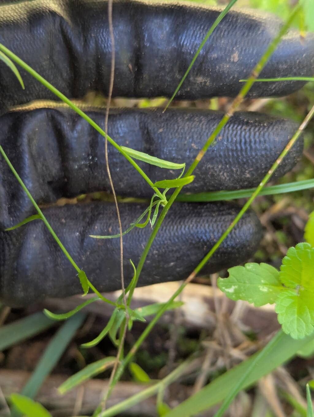Wahlenbergia gracilis — houseplant care guide