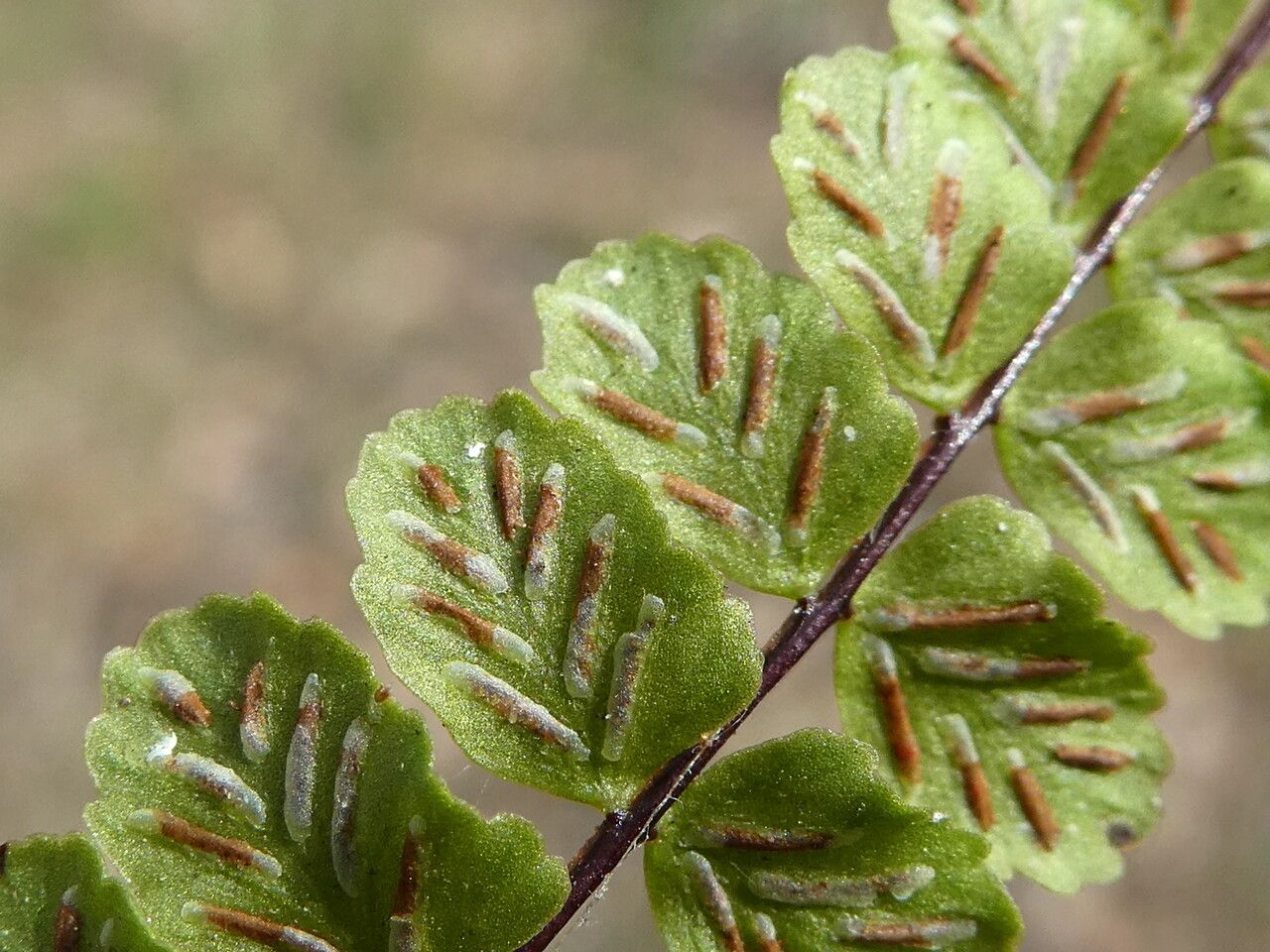 Asplenium trichomanes fruit