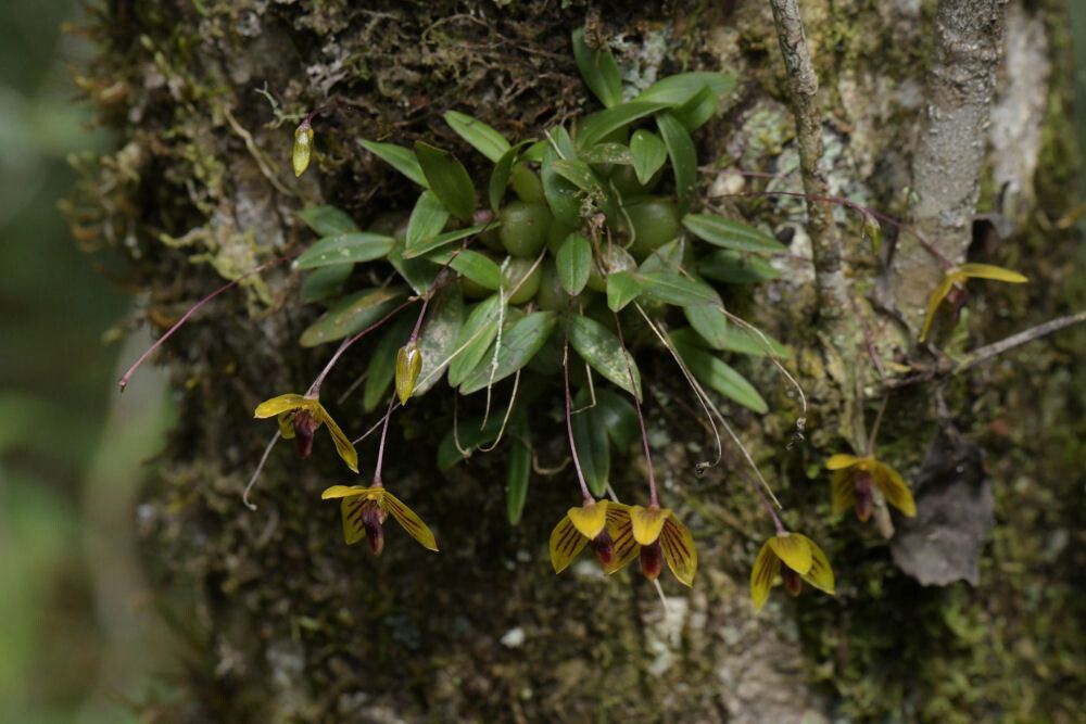 Bulbophyllum pandurella flower