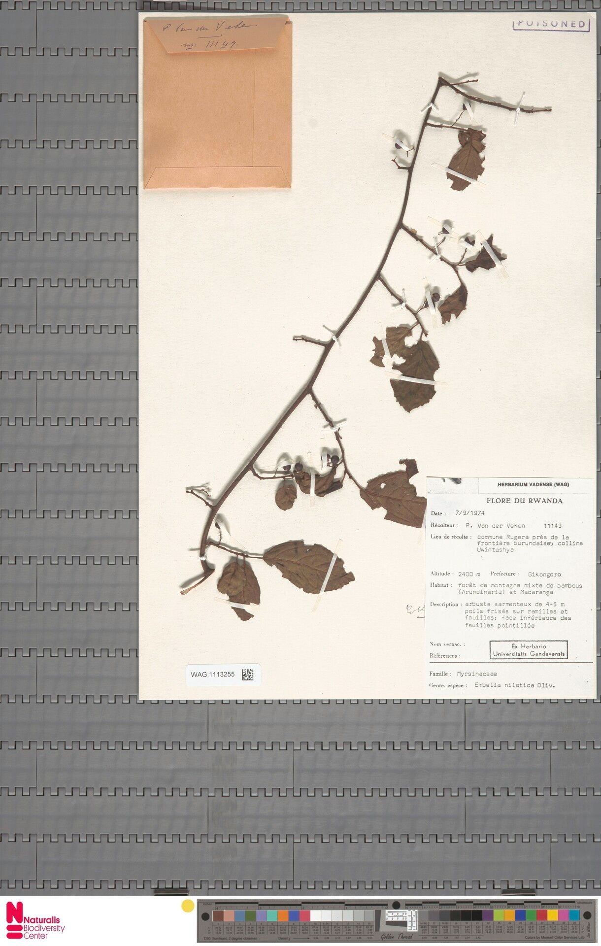 Embelia nilotica — houseplant care guide