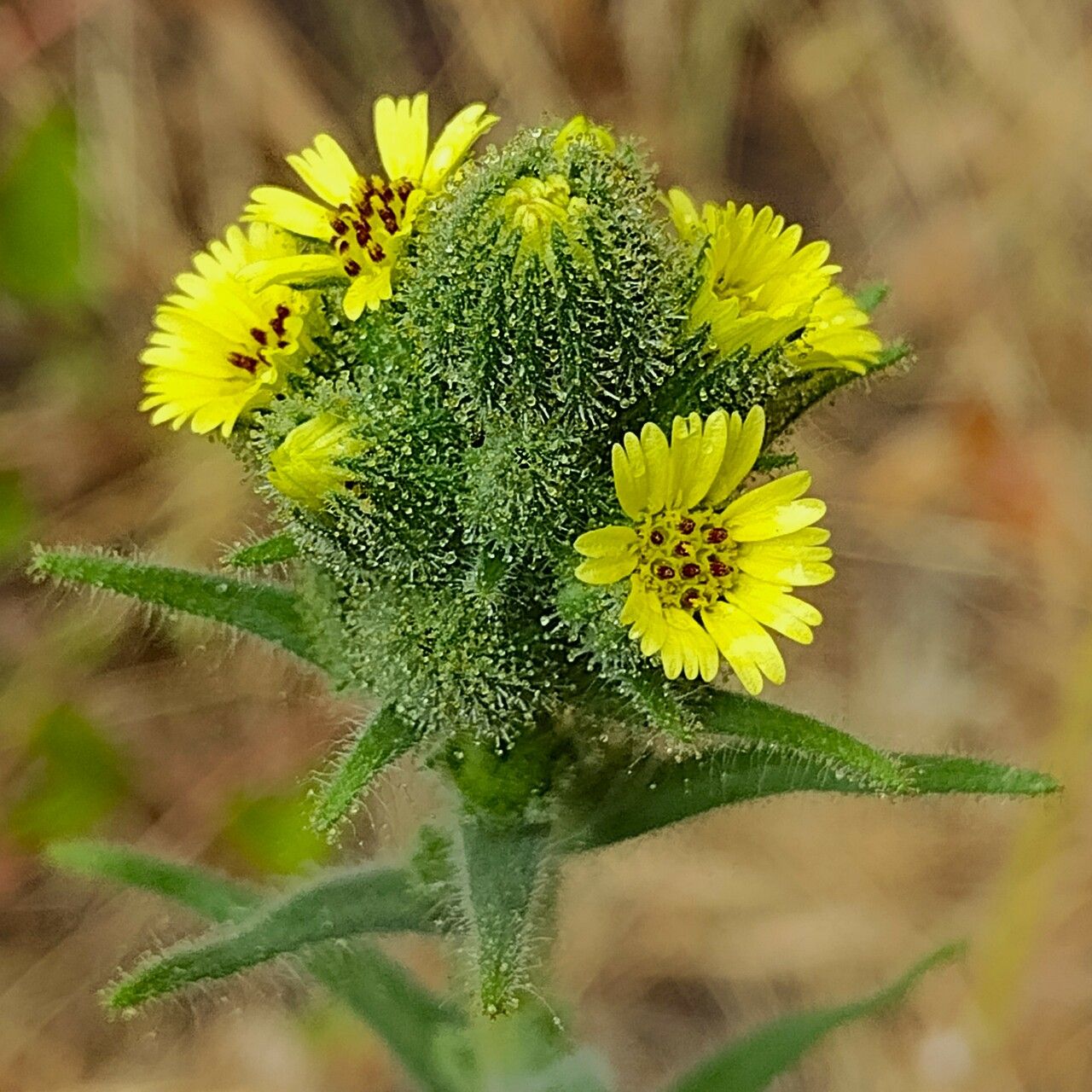 Madia sativa flower