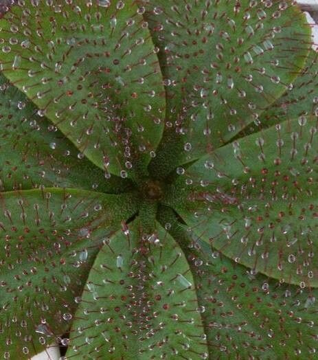 Drosera rosulata — search result for 'Drosera'