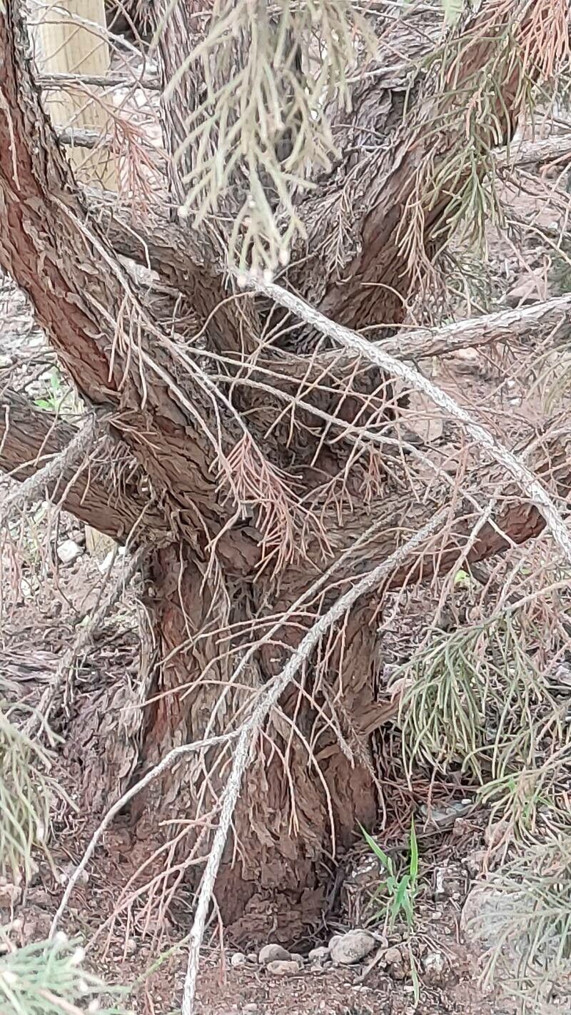 Juniperus turbinata bark