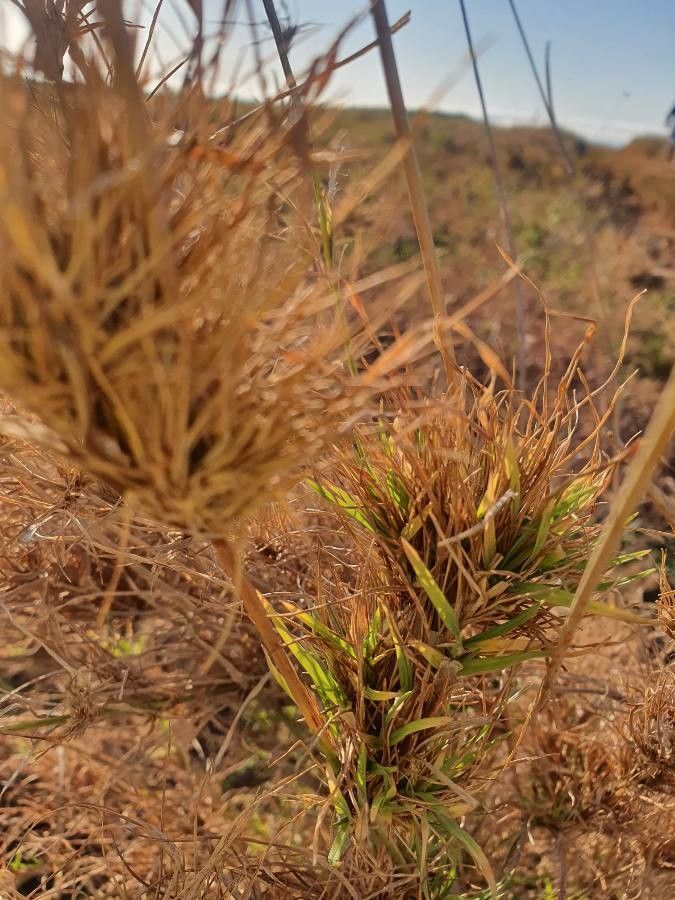Pennisetum mezianum leaf