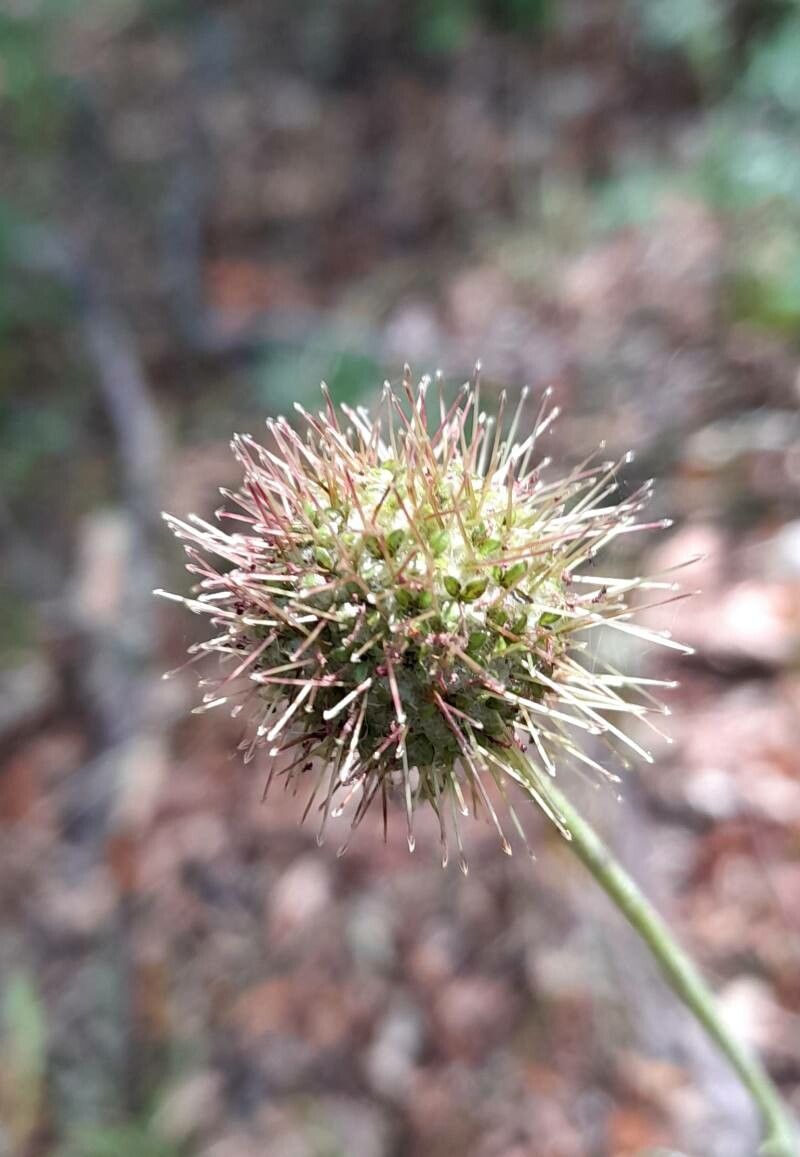 Acaena argentea flower
