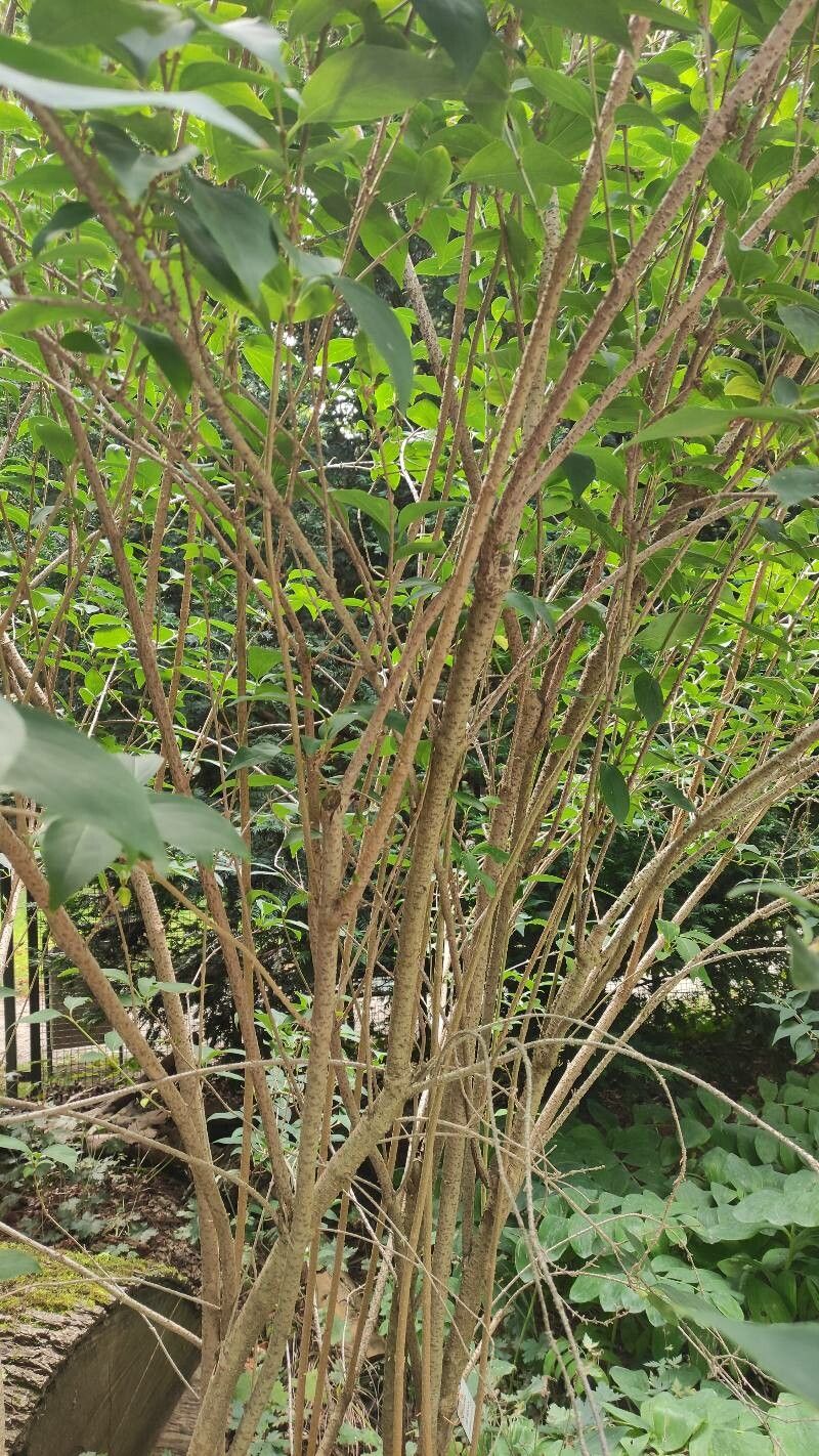 Forsythia giraldiana habit