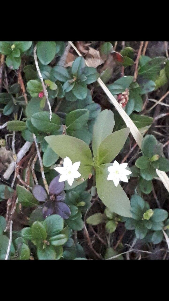 Lysimachia europaea leaf