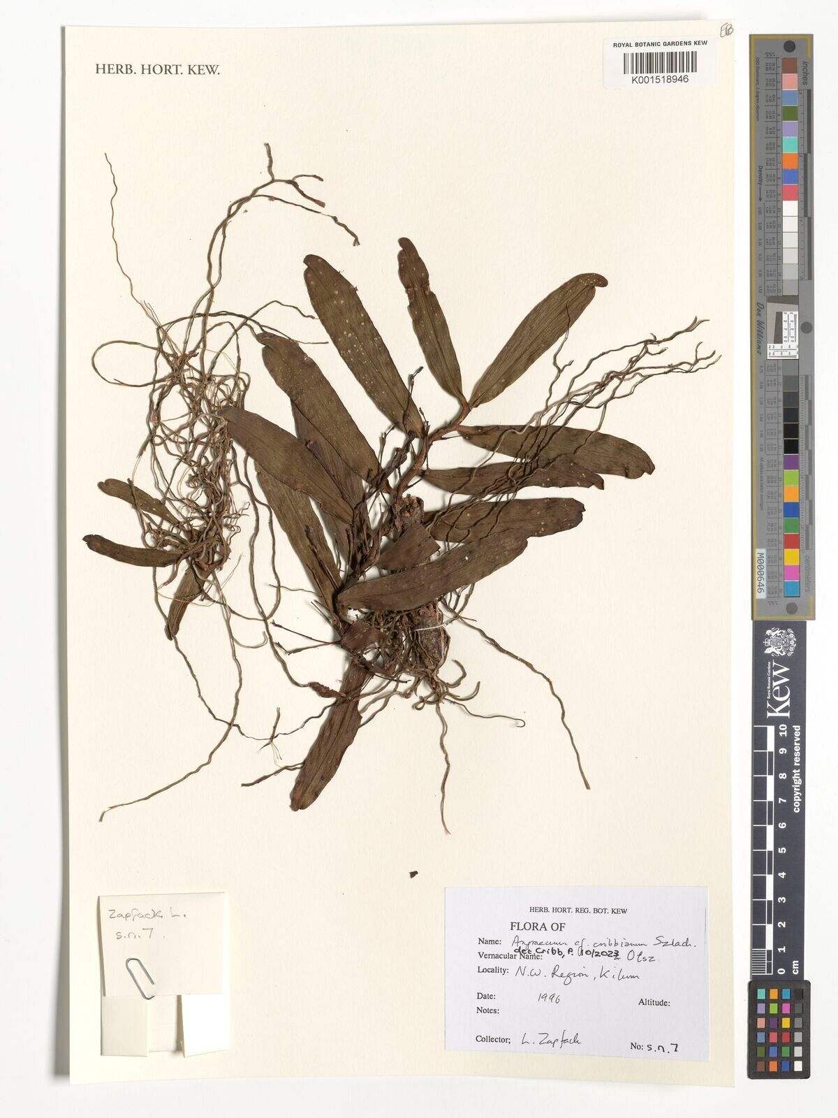 Angraecum cribbianum — houseplant care guide