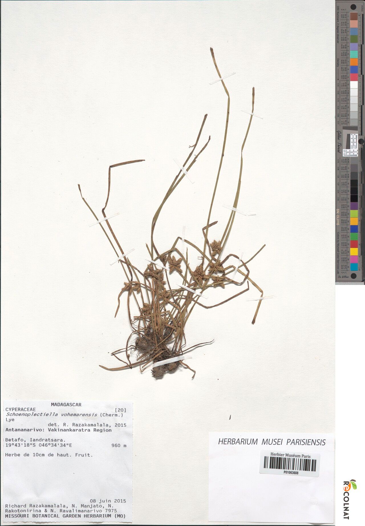 Schoenoplectiella vohemarensis — houseplant care guide