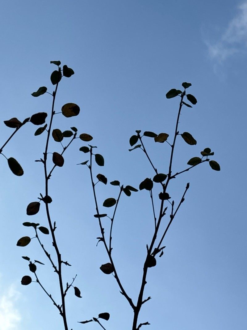 Salix × cottetii — houseplant care guide