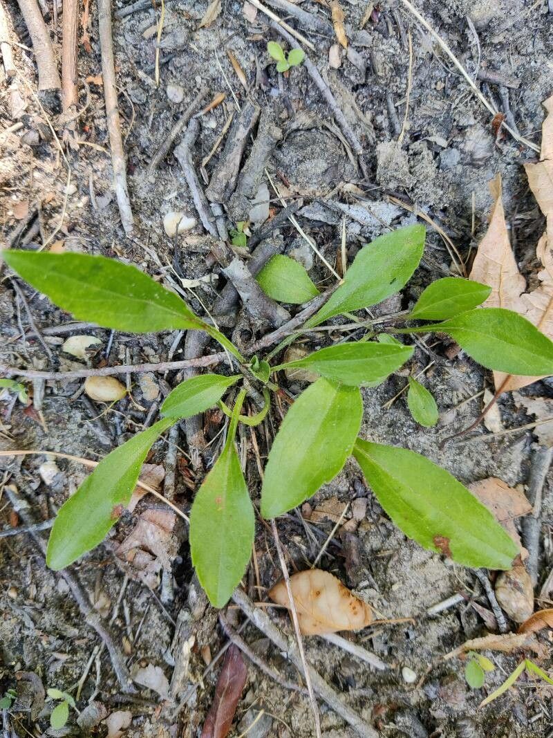 Sericocarpus asteroides — houseplant care guide