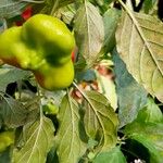 Capsicum baccatum