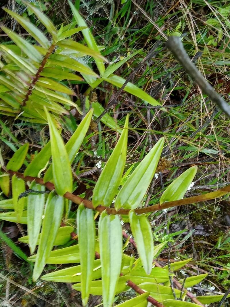 Epidendrum melinanthum — search result for 'Epidendrum'