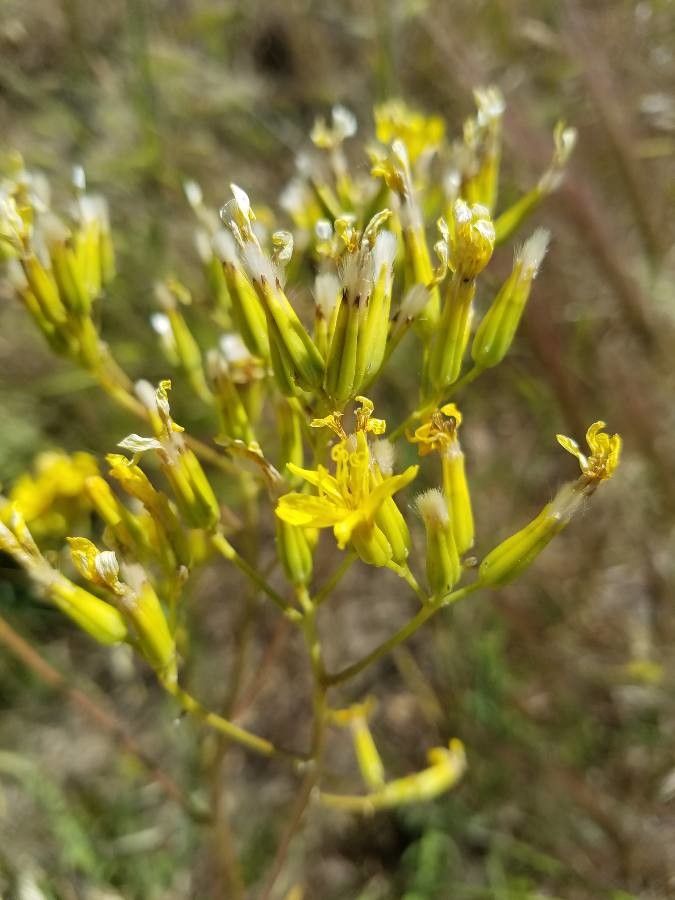 Crepis acuminata flower