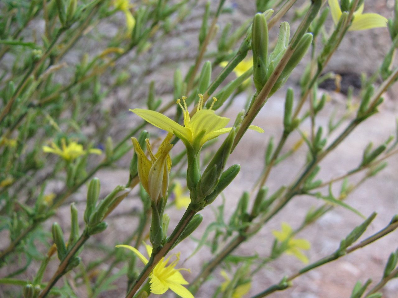 Lactuca ramosissima other