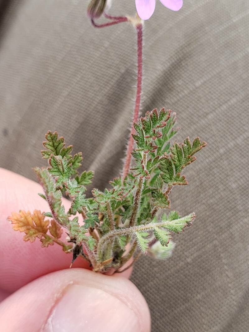 Erodium ciconium — search result for 'Geraniaceae'