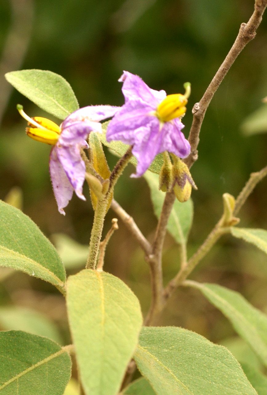 Solanum campylacanthum leaf