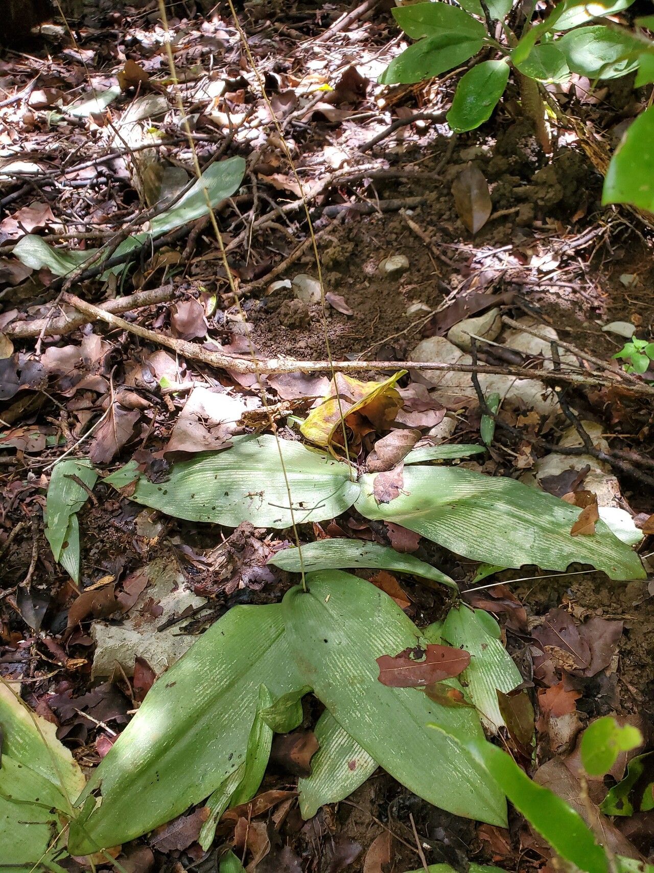 Chlorophytum sylvestre — search result for 'Chlorophytum'