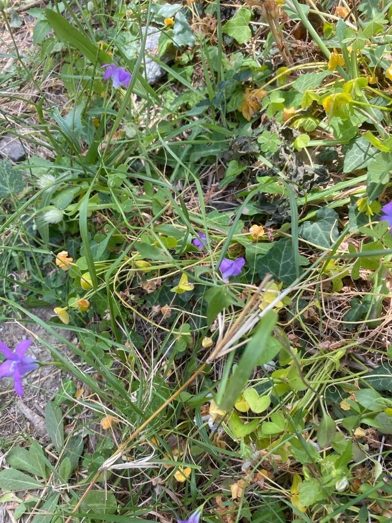 Campanula spatulata habit