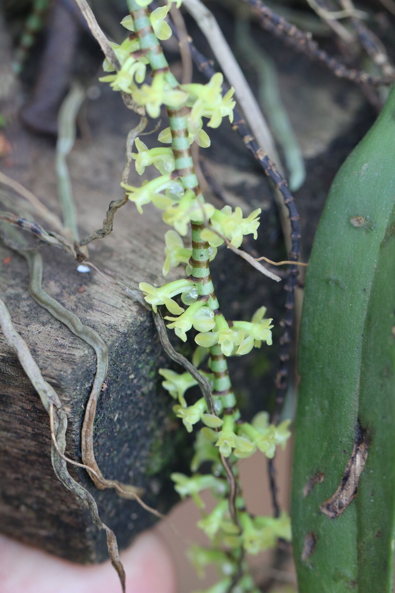 Diaphananthe spiralis flower