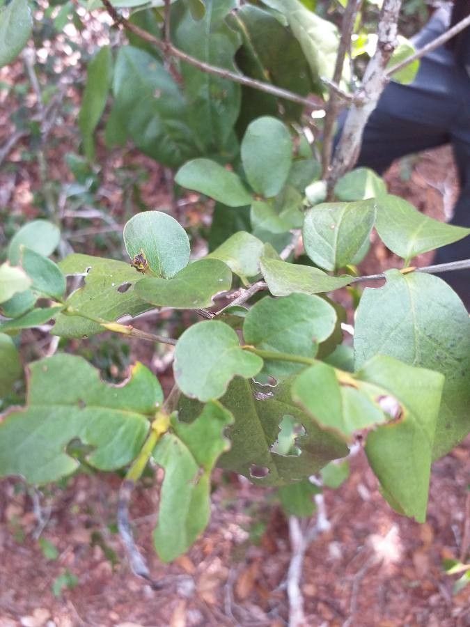 Flacourtia indica leaf