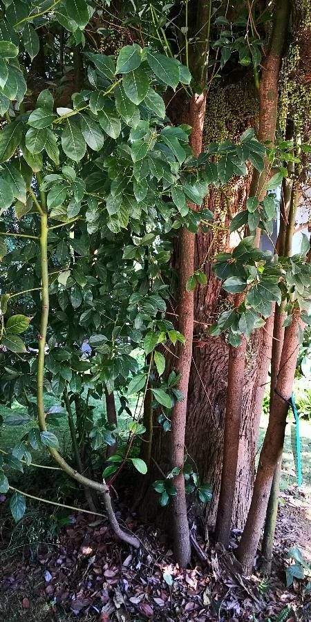 Cinnamomum porrectum habit