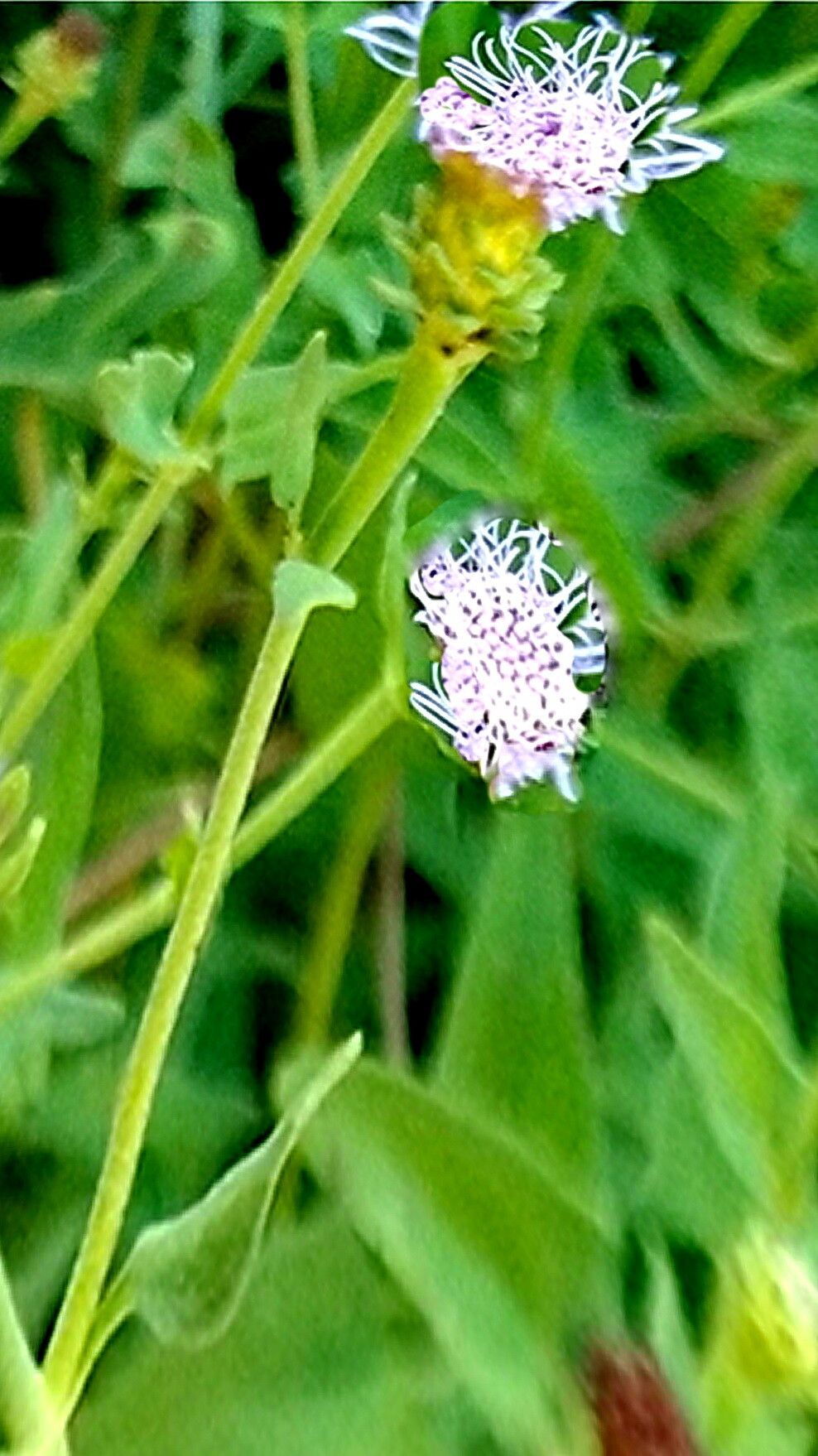 Chromolaena sagittata — search result for 'Chromolaena'