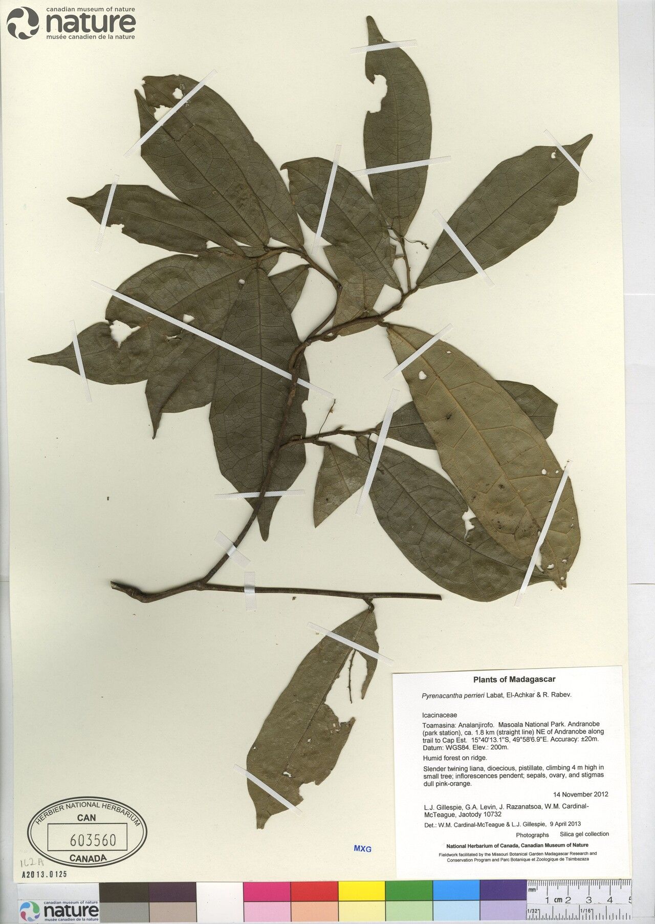 Pyrenacantha perrieri — houseplant care guide