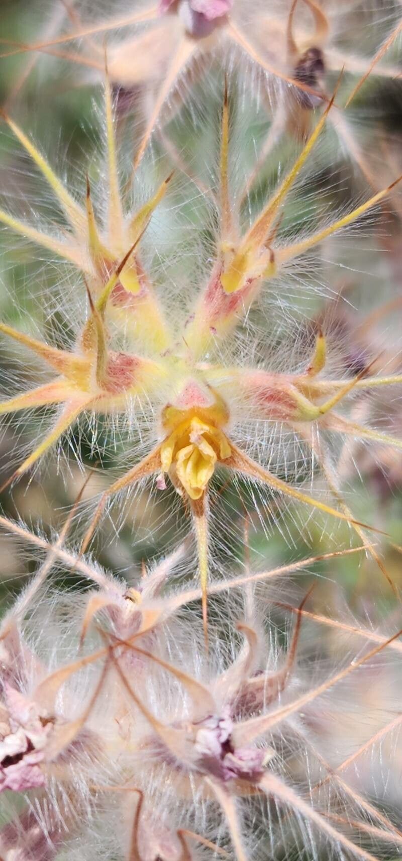 Ebenus stellata flower