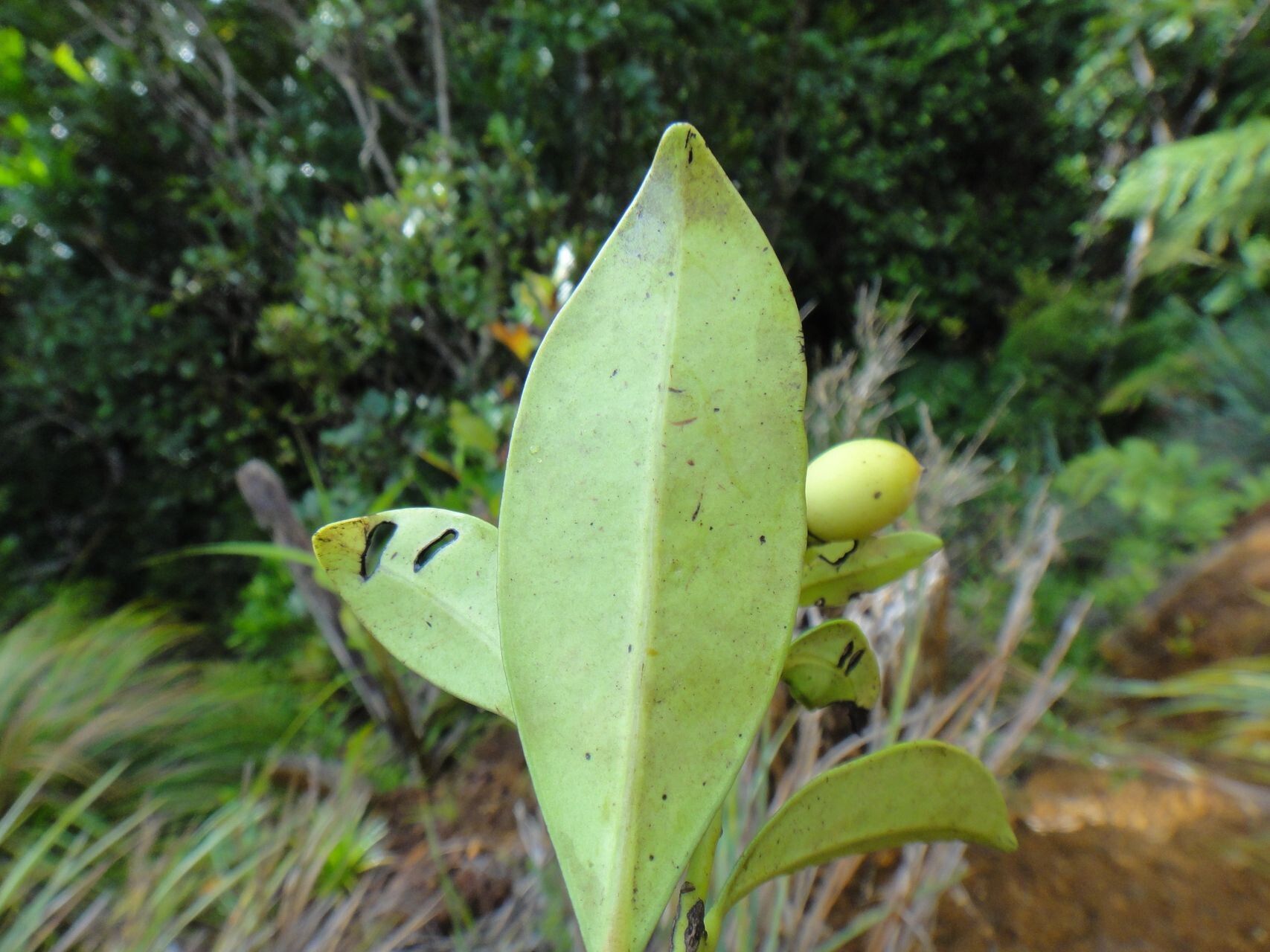Diospyros umbrosa fruit