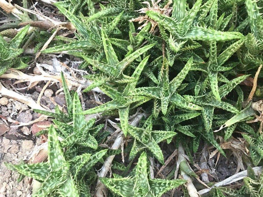 Aloe petrophila — houseplant care guide